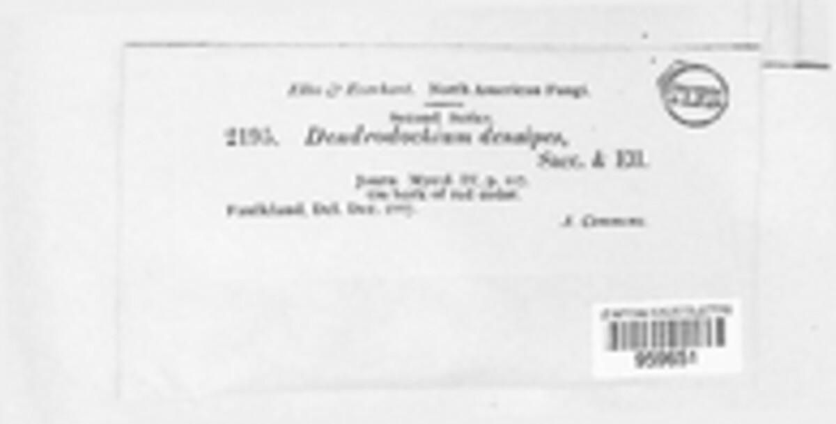 Dendrodochium image